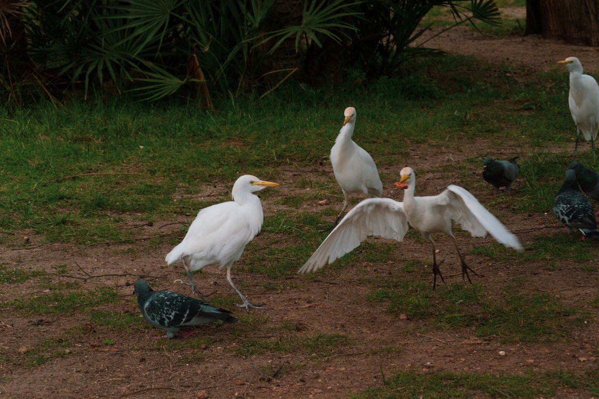 Western Cattle-Egret - ML643781770