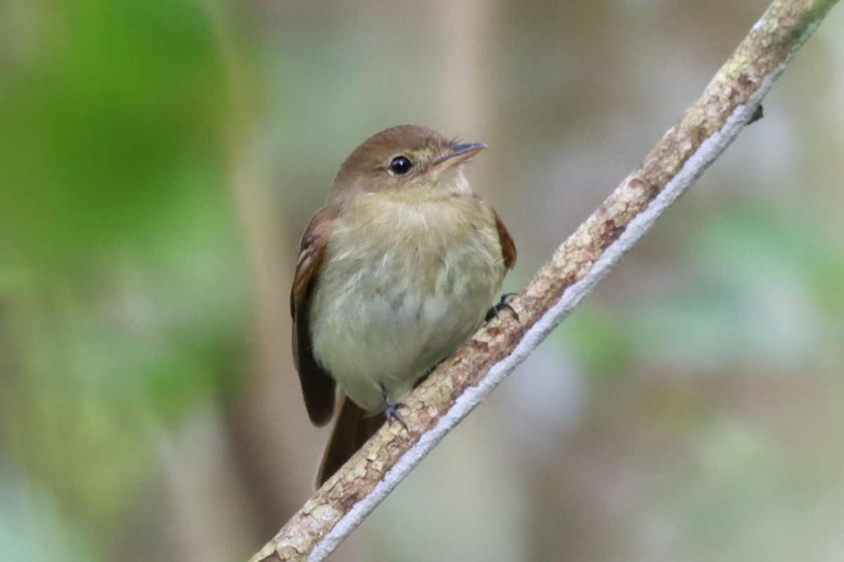Euler's Flycatcher - ML643781771