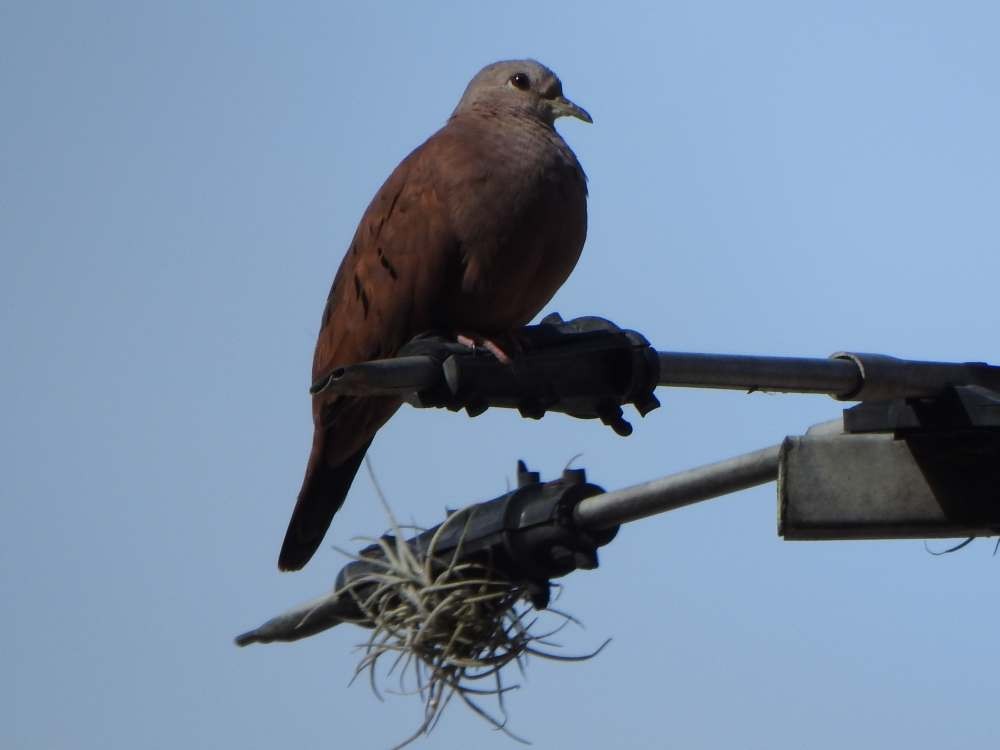 Ruddy Ground Dove - ML643781772