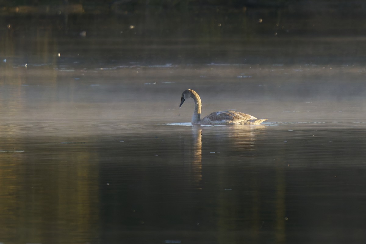 Trumpeter Swan - ML643781773