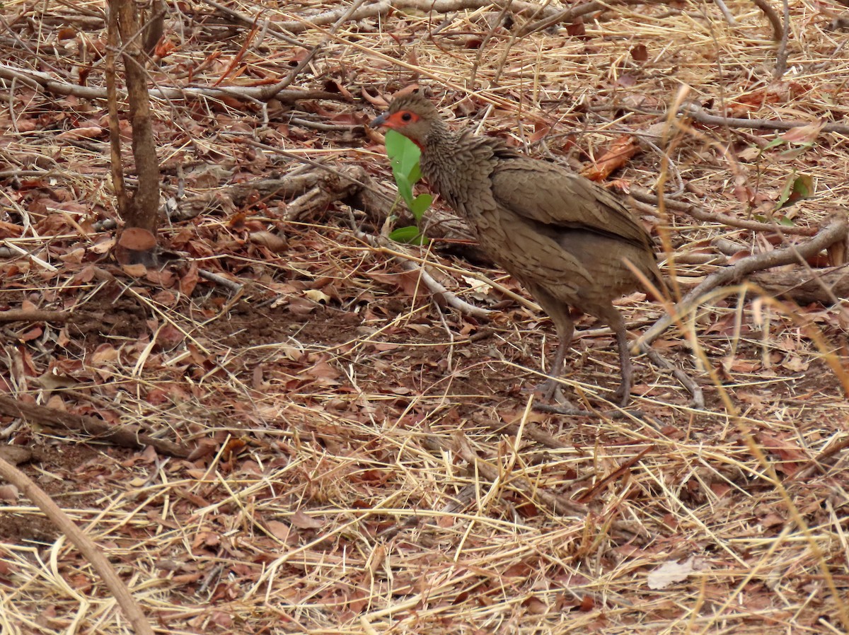 Swainson's Spurfowl - ML643781777