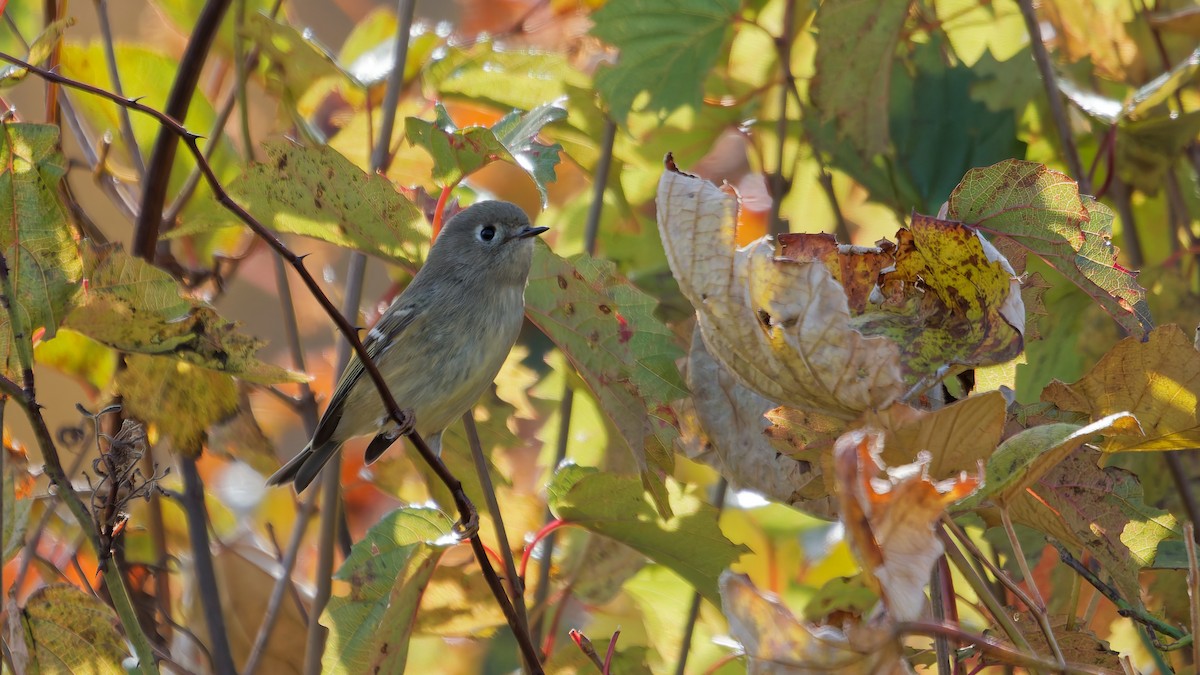 Ruby-crowned Kinglet - ML643781778