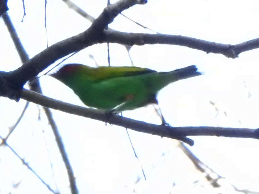 Bay-headed Tanager - ML643781781