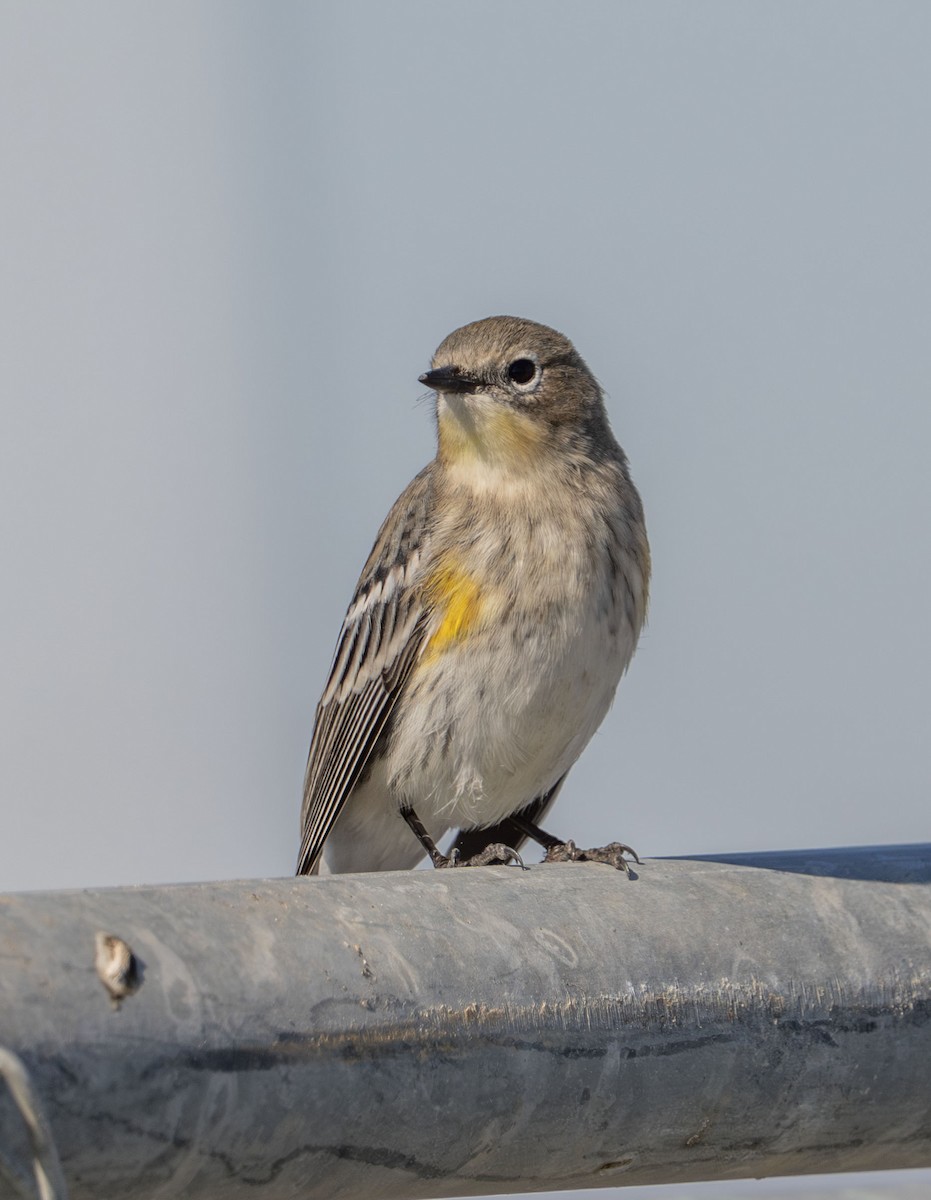 Yellow-rumped Warbler - ML643781782