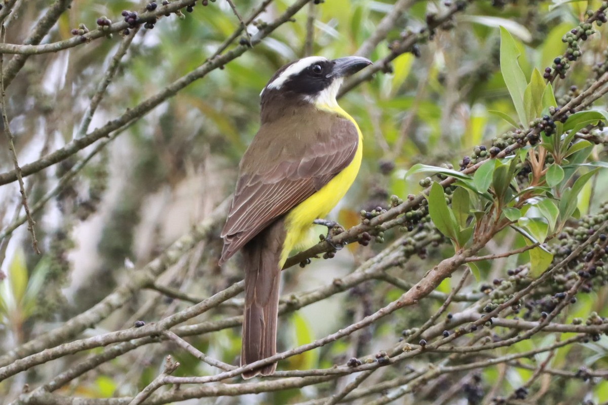 Boat-billed Flycatcher - ML643781783