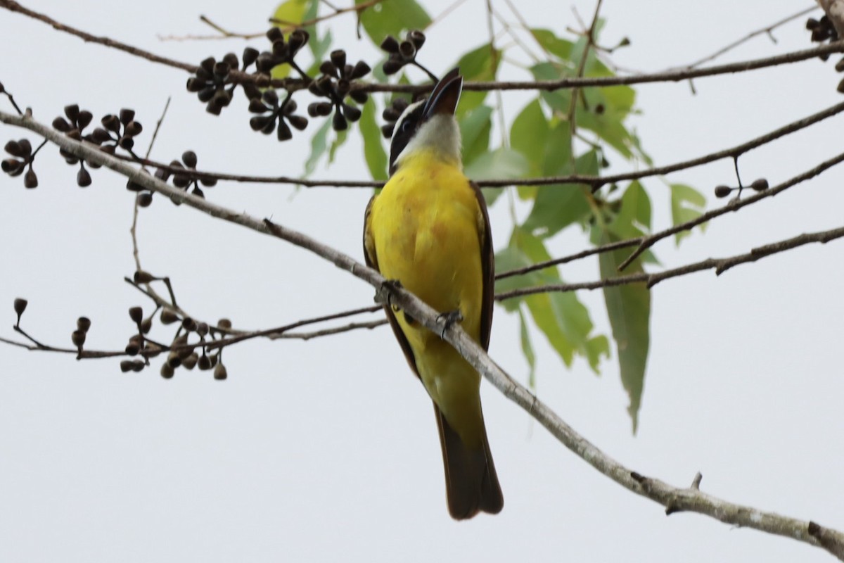 Boat-billed Flycatcher - ML643781784