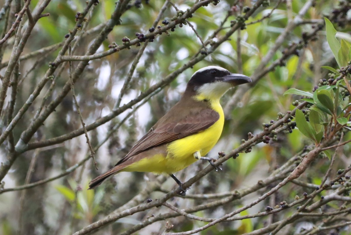 Boat-billed Flycatcher - ML643781785