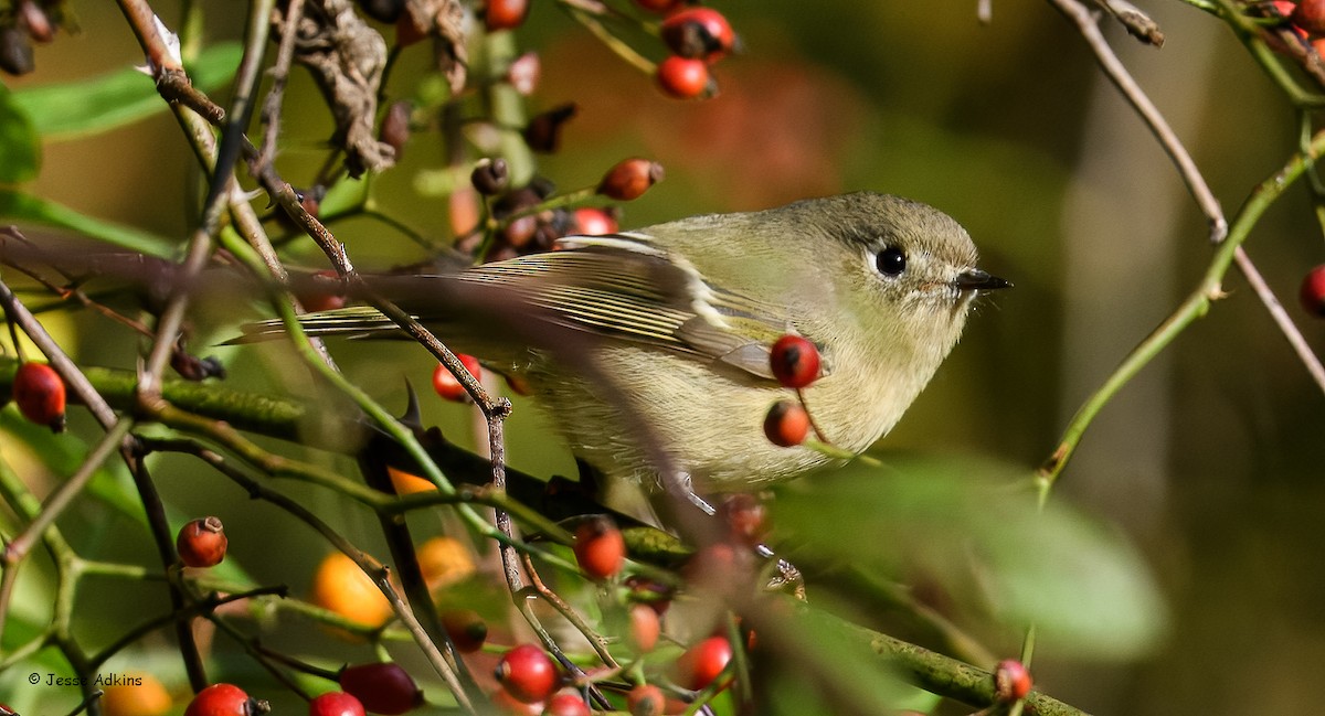 Ruby-crowned Kinglet - ML643781786