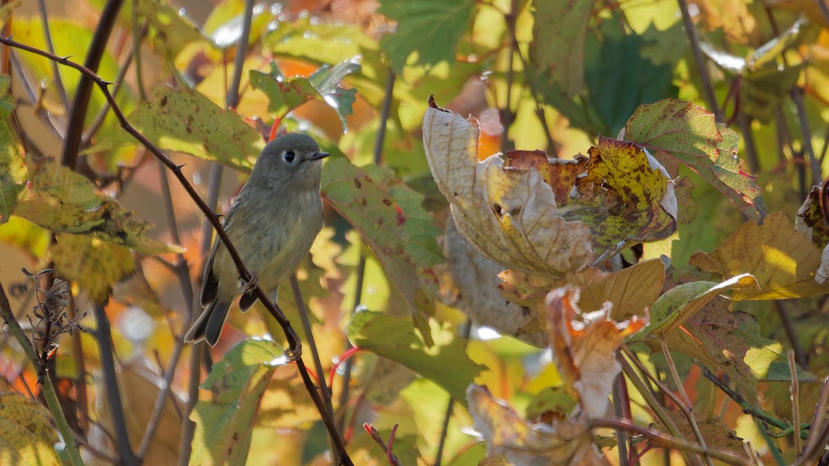 Ruby-crowned Kinglet - ML643781787