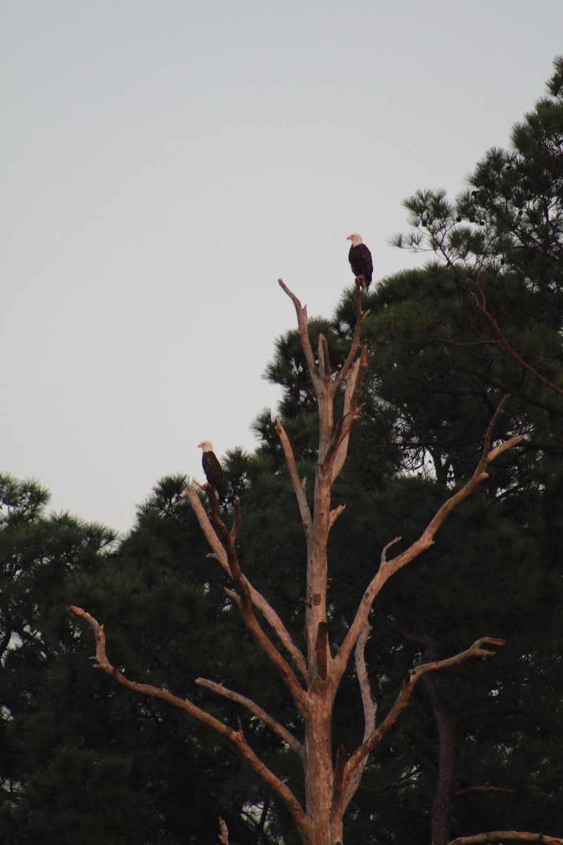Bald Eagle - ML643781788
