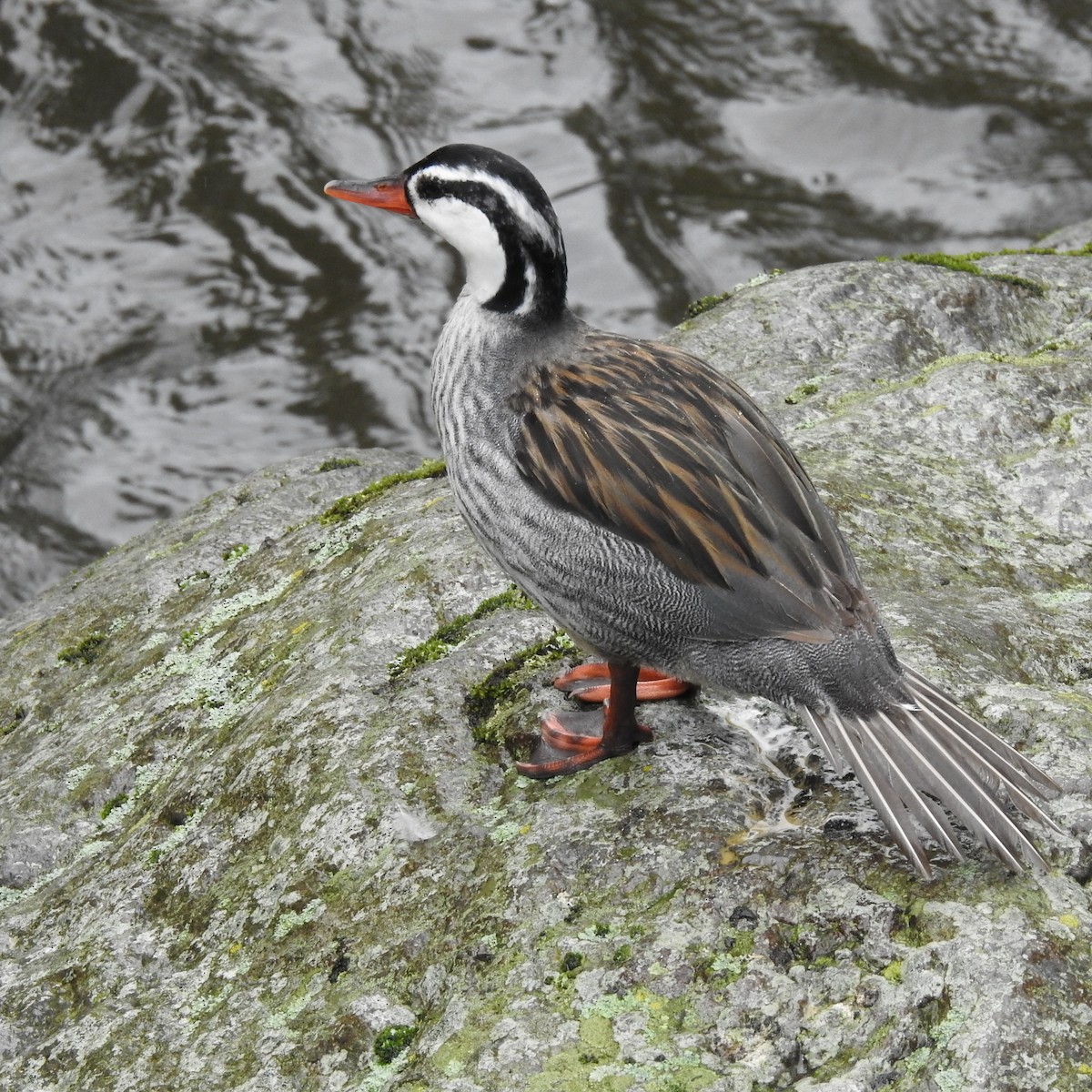 Torrent Duck - ML643781795