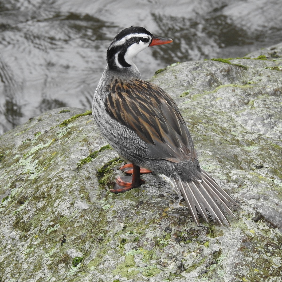 Torrent Duck - ML643781800