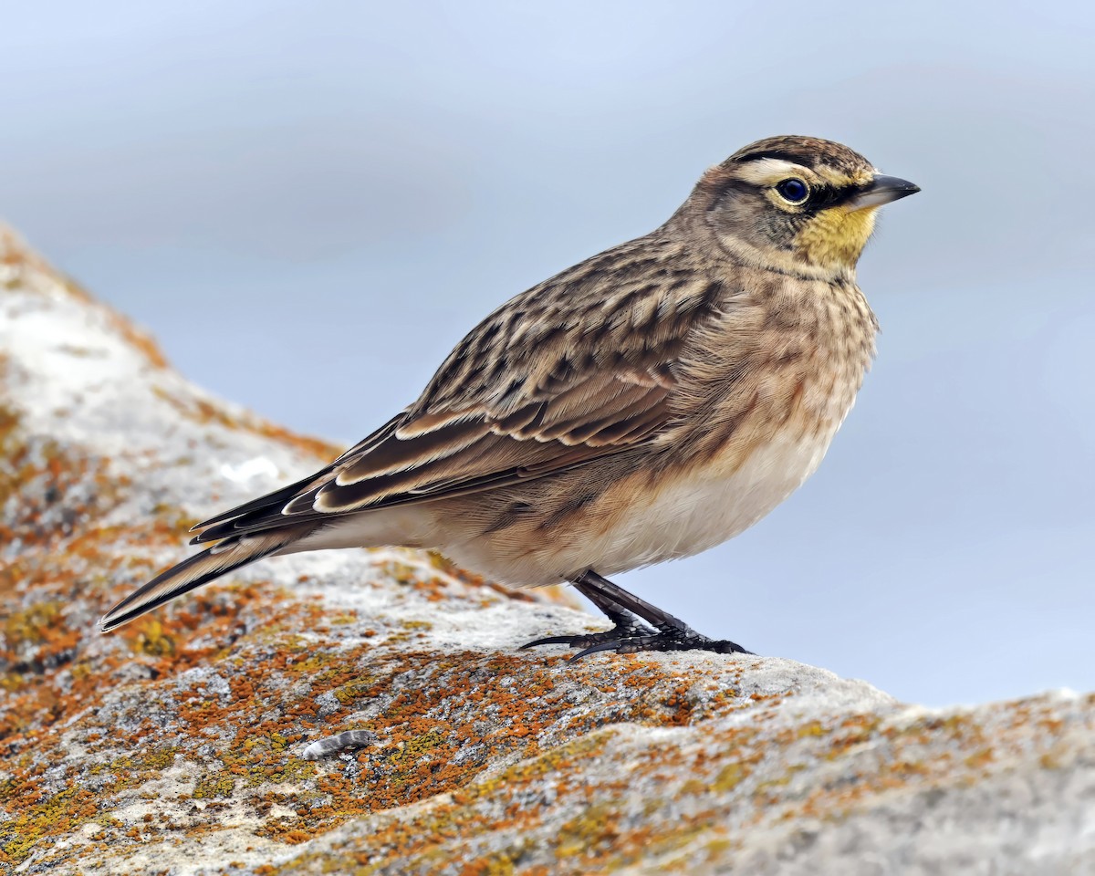 Horned Lark - ML643781804
