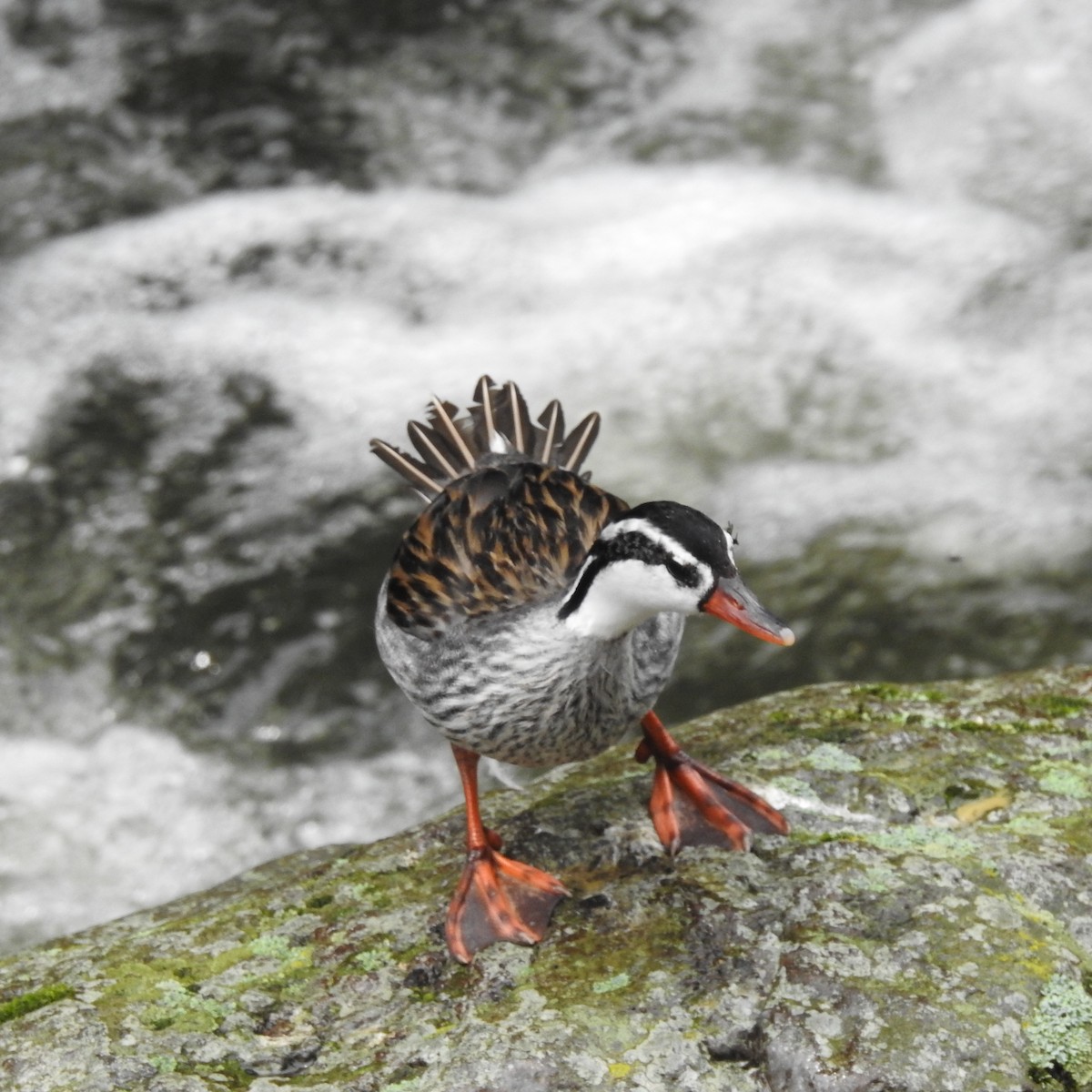 Torrent Duck - ML643781805