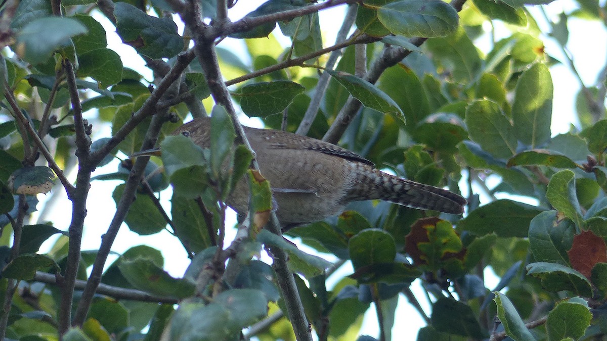 Northern House Wren - ML643781806