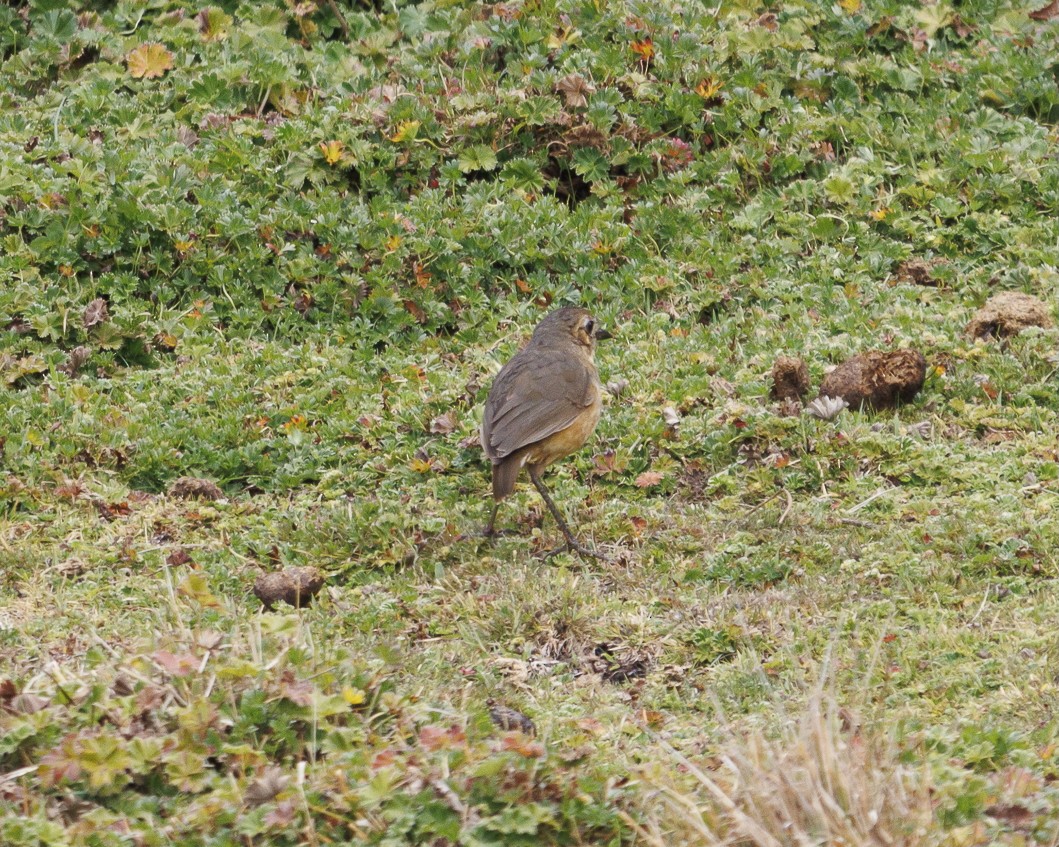 Tawny Antpitta - ML643781810