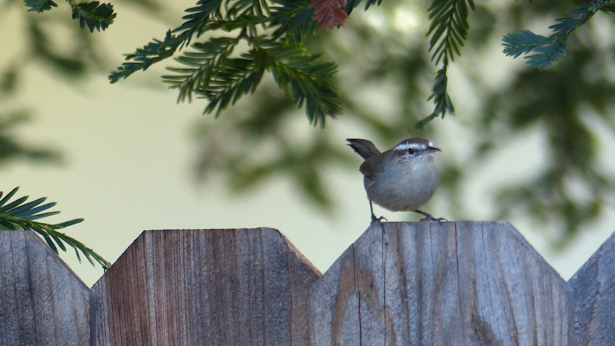 Bewick's Wren - ML643781813