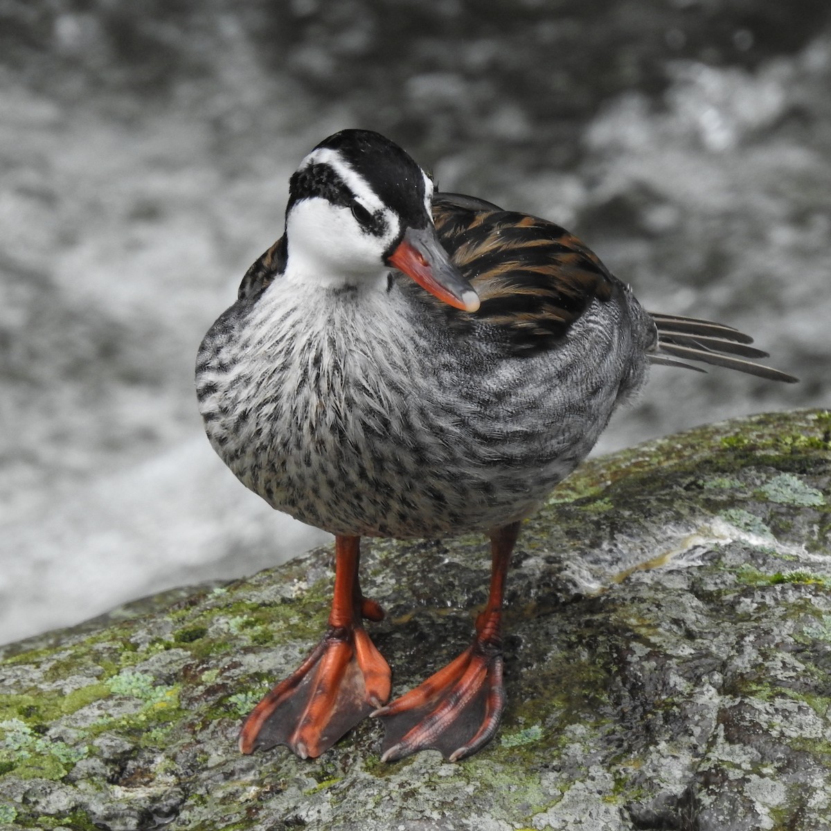 Torrent Duck - ML643781815