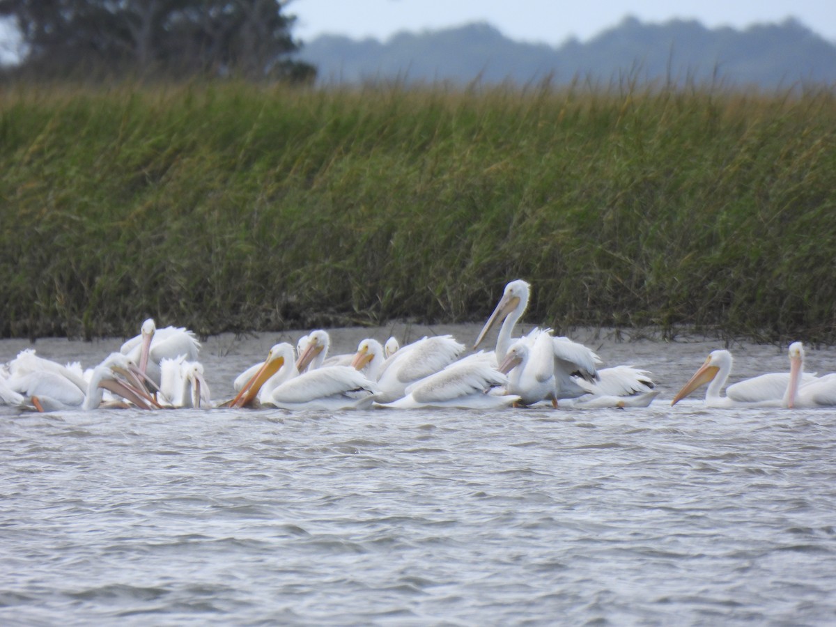 American White Pelican - ML643781817