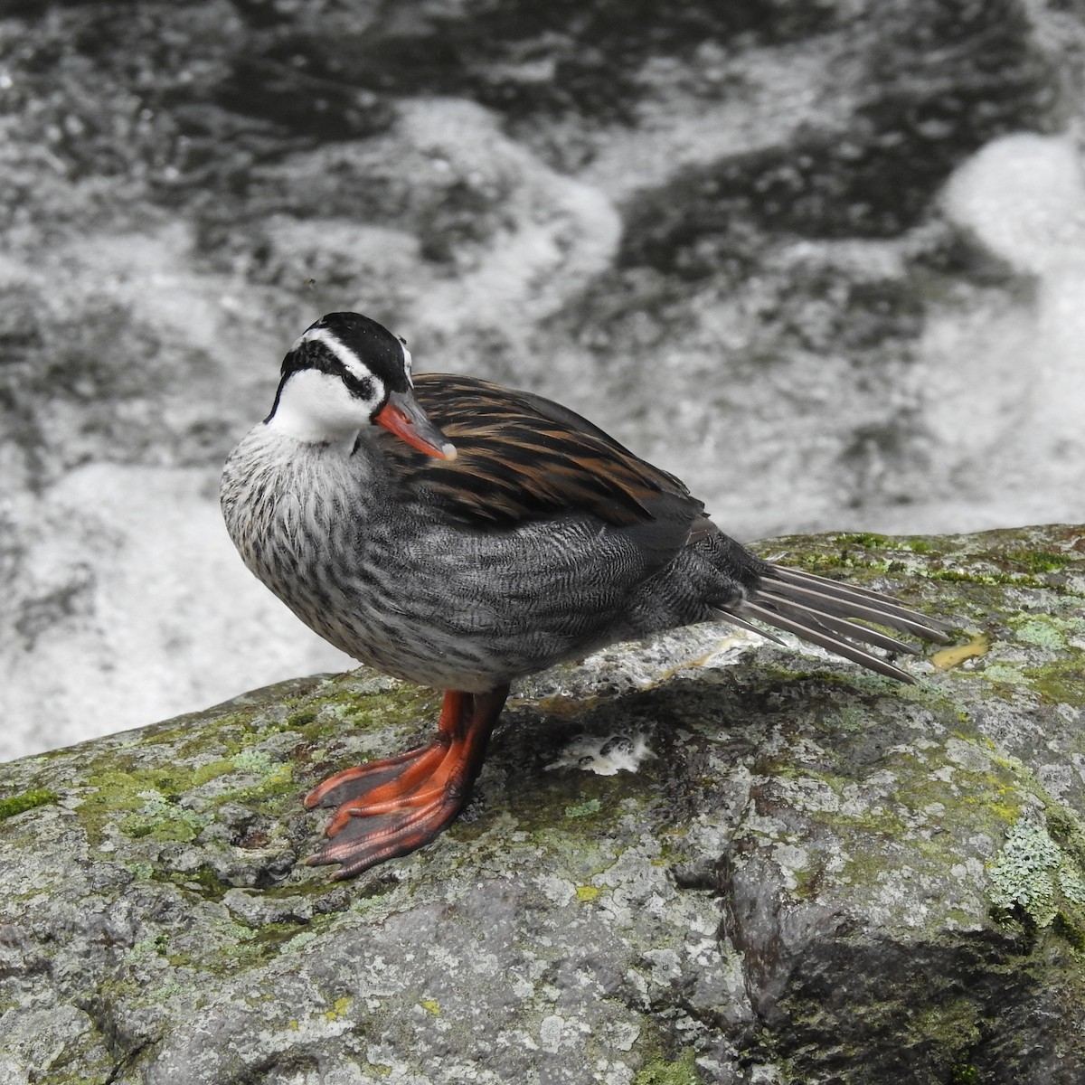 Torrent Duck - ML643781828