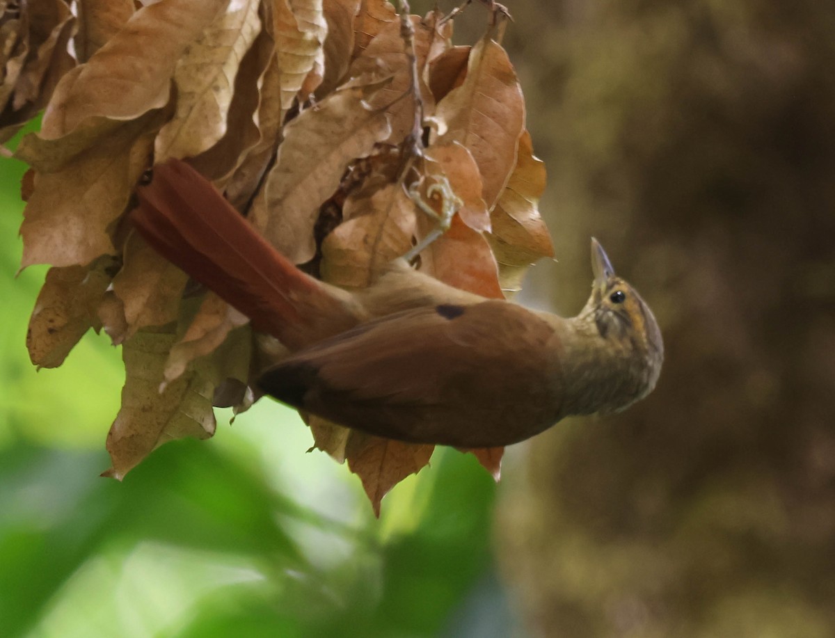 Scaly-throated Foliage-gleaner - ML643781834