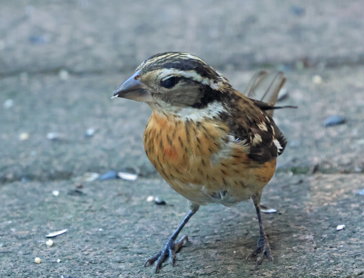 Rose-breasted Grosbeak - ML643781845