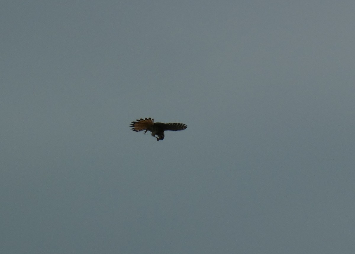 Buntfalke - ML643781848