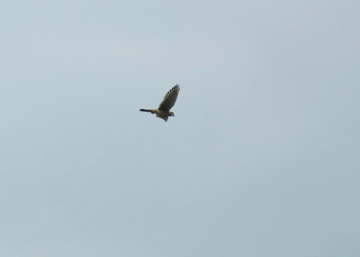 Buntfalke - ML643781849