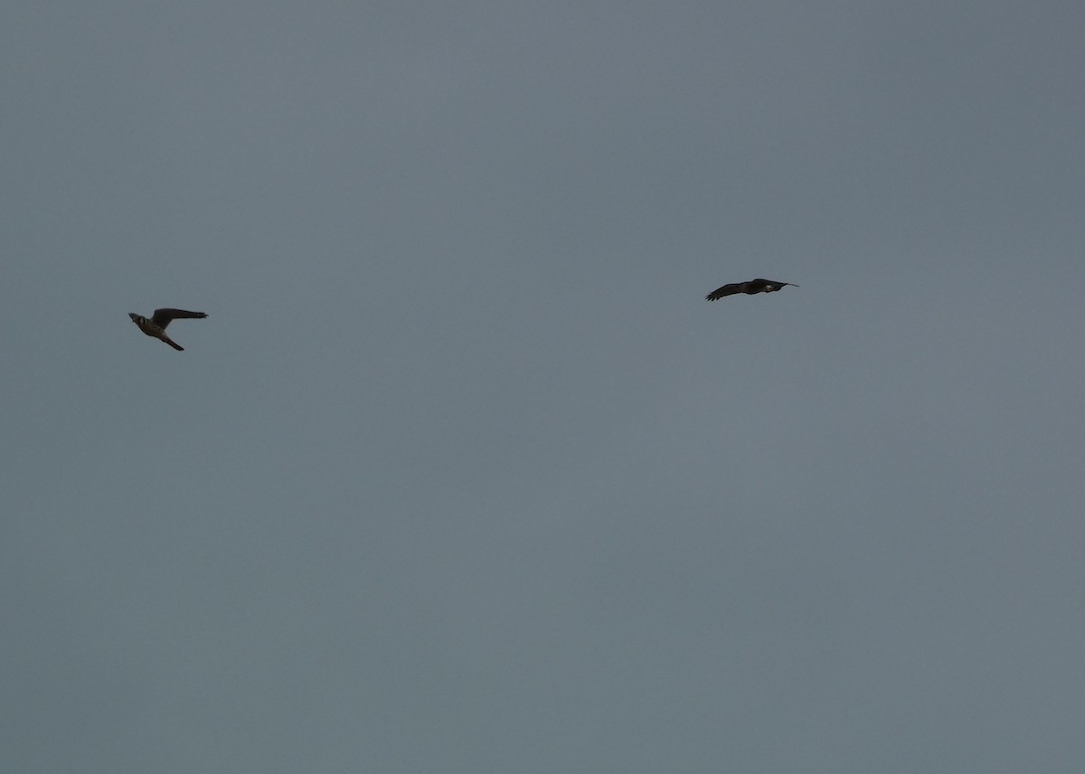 Buntfalke - ML643781850