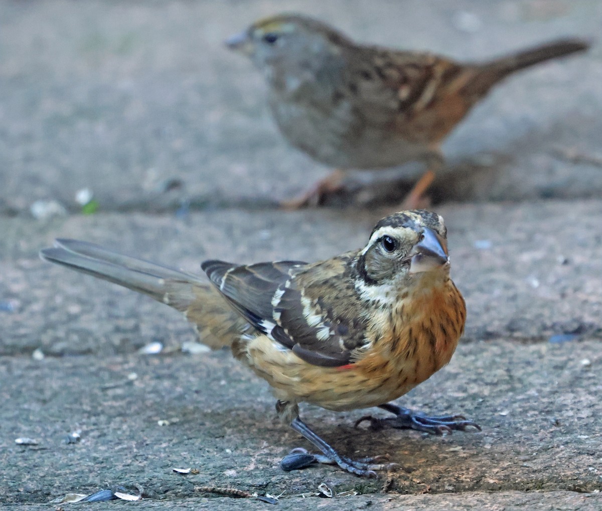 Rose-breasted Grosbeak - ML643781851