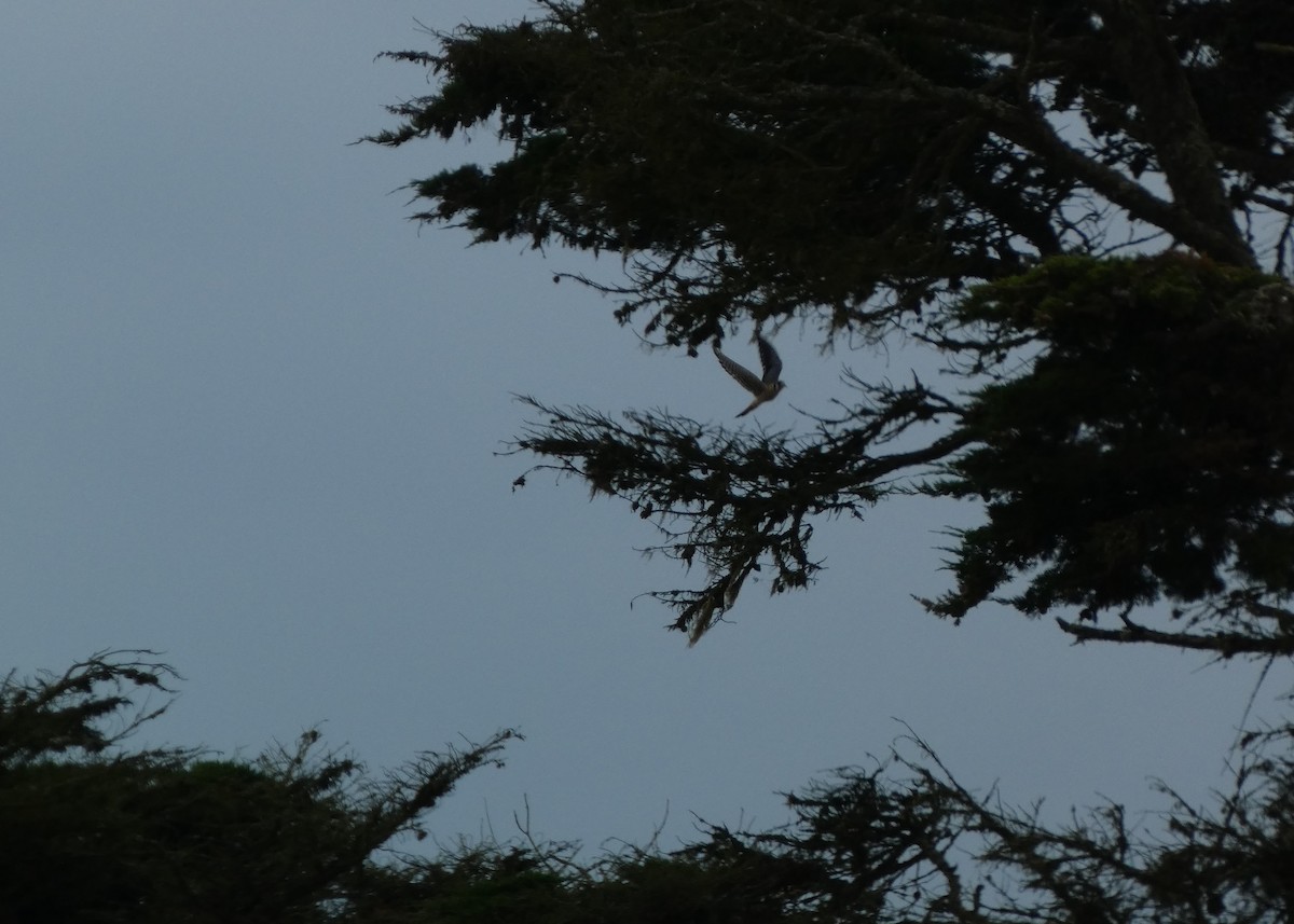 Buntfalke - ML643781853