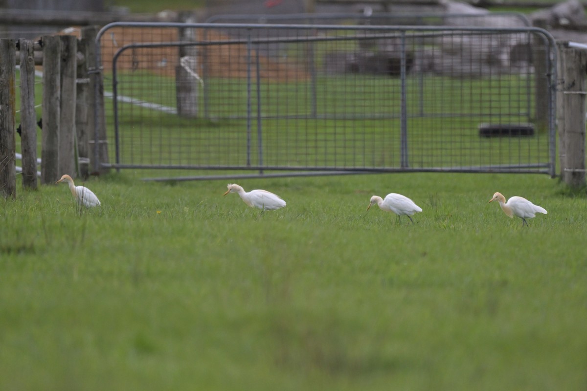 Eastern Cattle-Egret - ML643781857