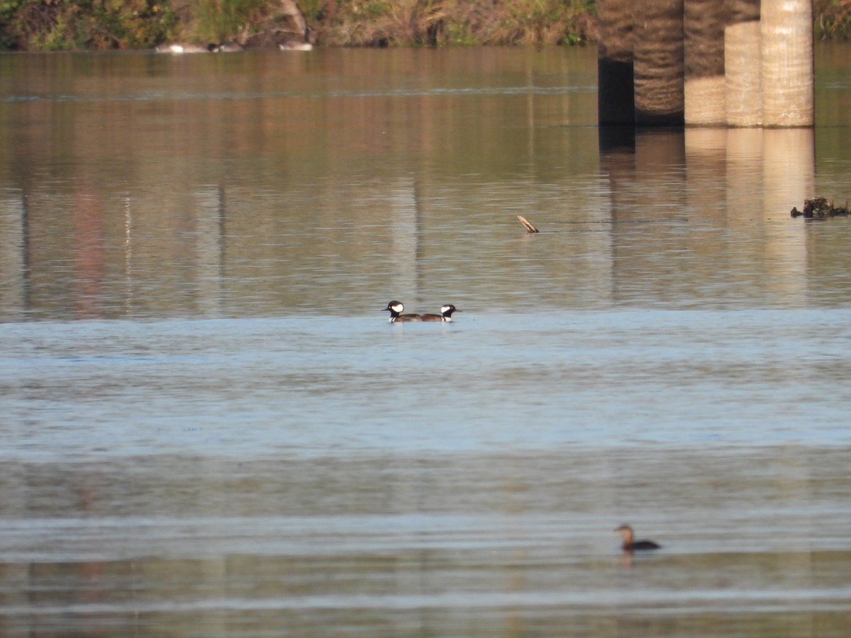 Hooded Merganser - ML643781859