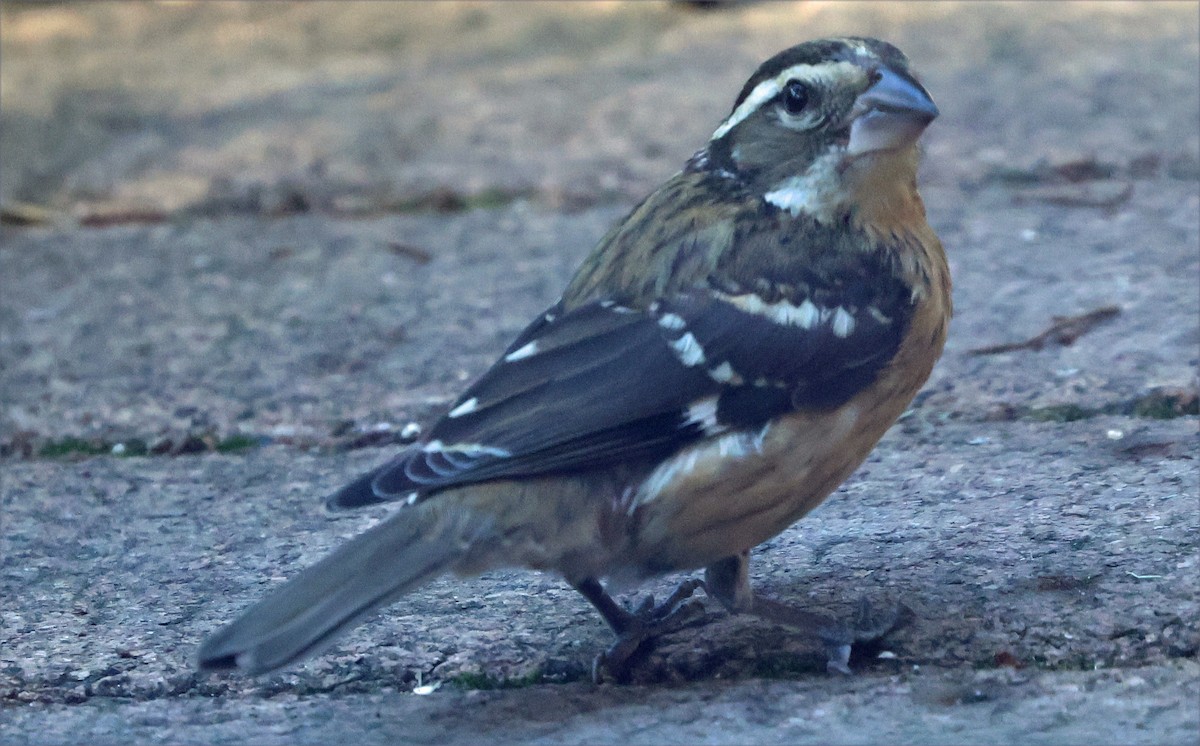 Rose-breasted Grosbeak - ML643781860