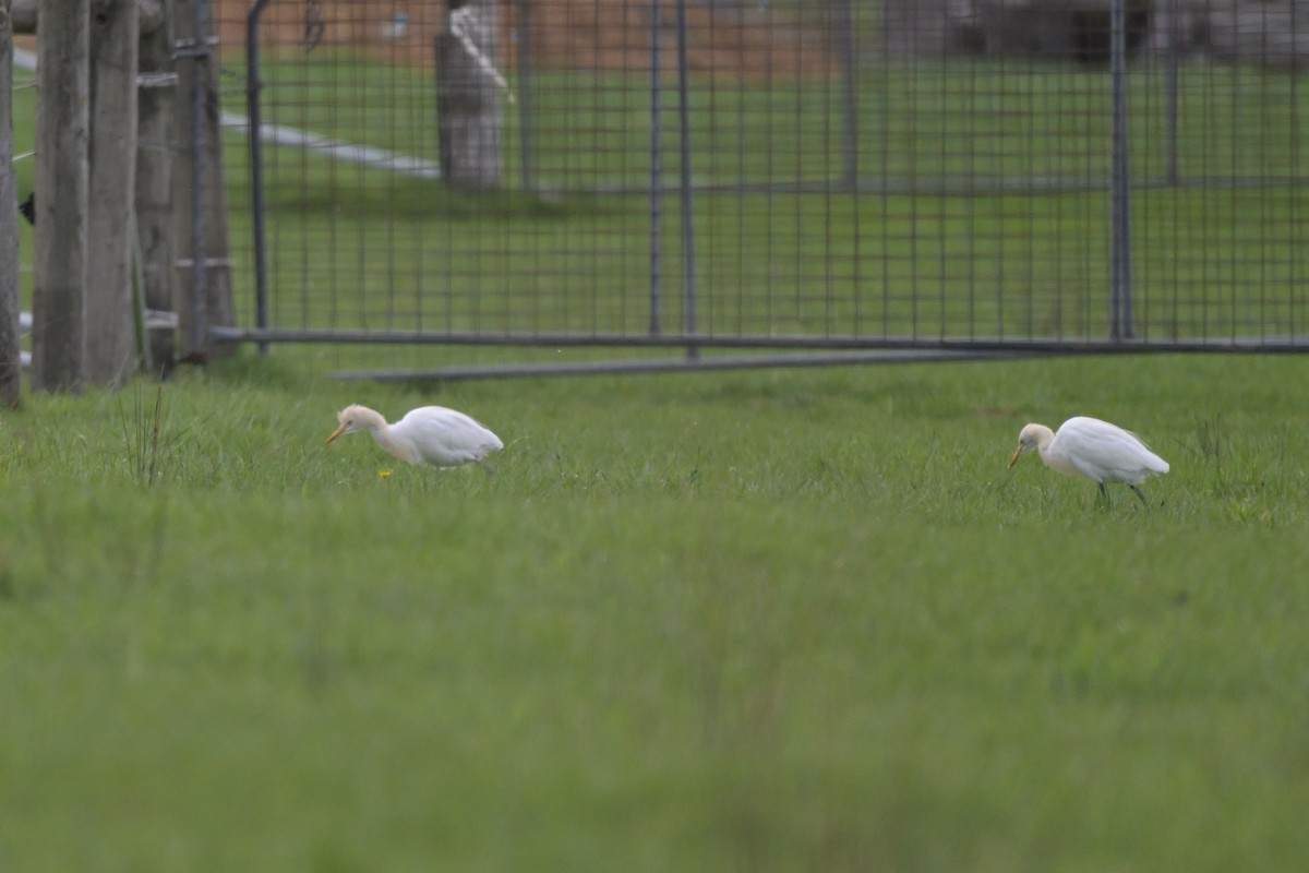 Eastern Cattle-Egret - ML643781861
