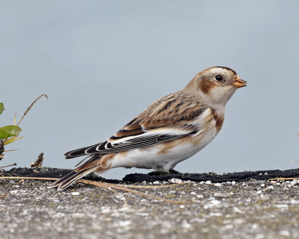 Snow Bunting - ML643781862