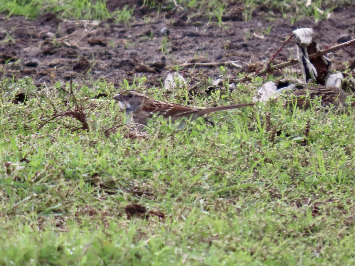 White-throated Sparrow - ML643781864