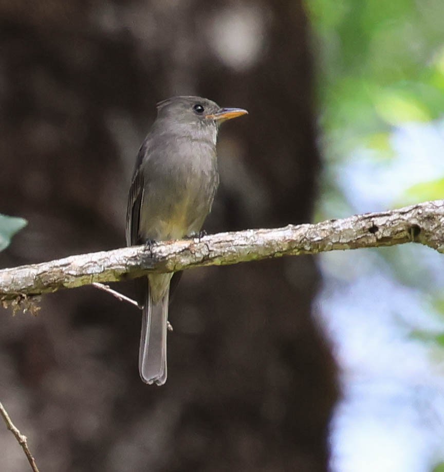 ハイイロヒタキモドキ - ML643781865