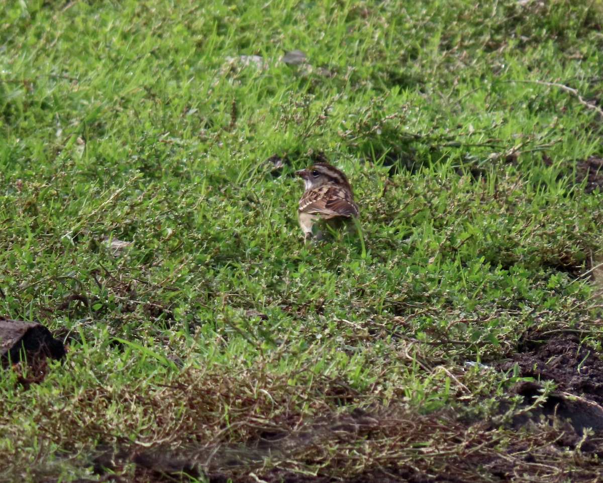 White-throated Sparrow - ML643781866
