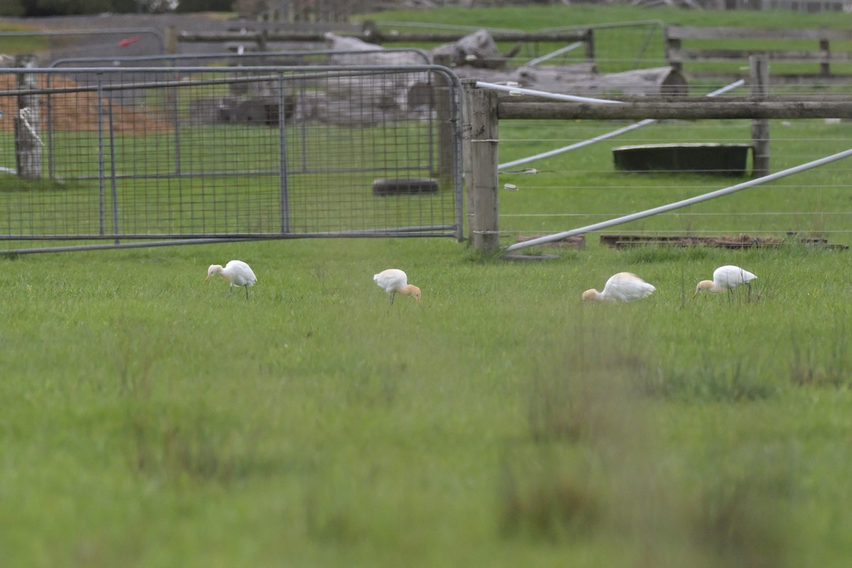 Eastern Cattle-Egret - ML643781867