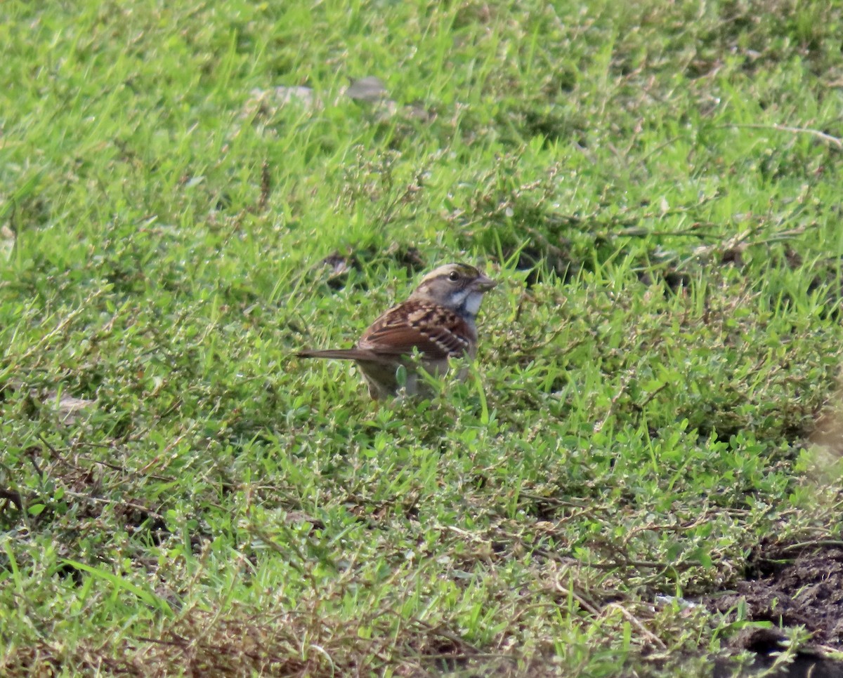 White-throated Sparrow - ML643781868