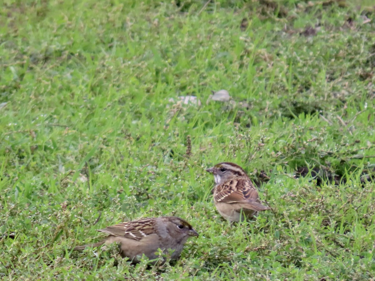 White-throated Sparrow - ML643781869
