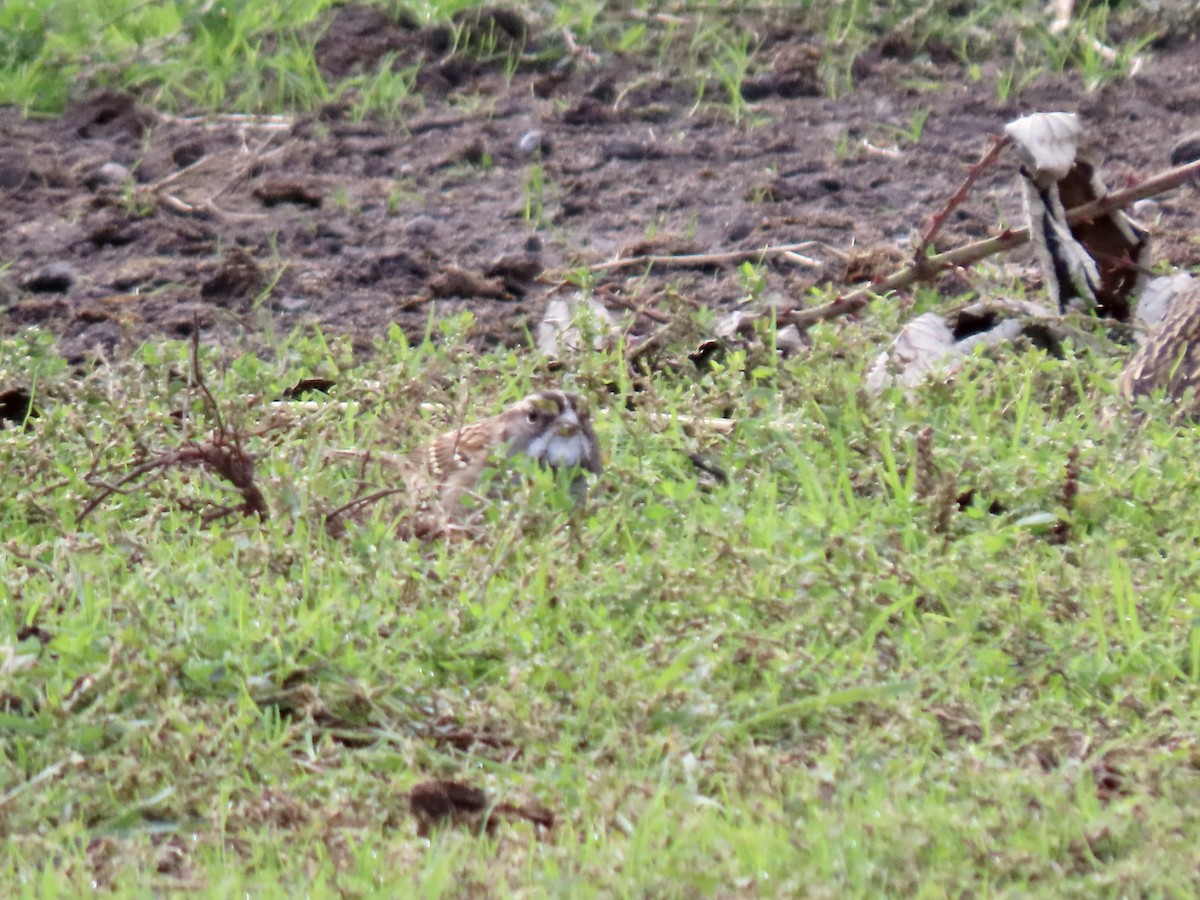 White-throated Sparrow - ML643781870