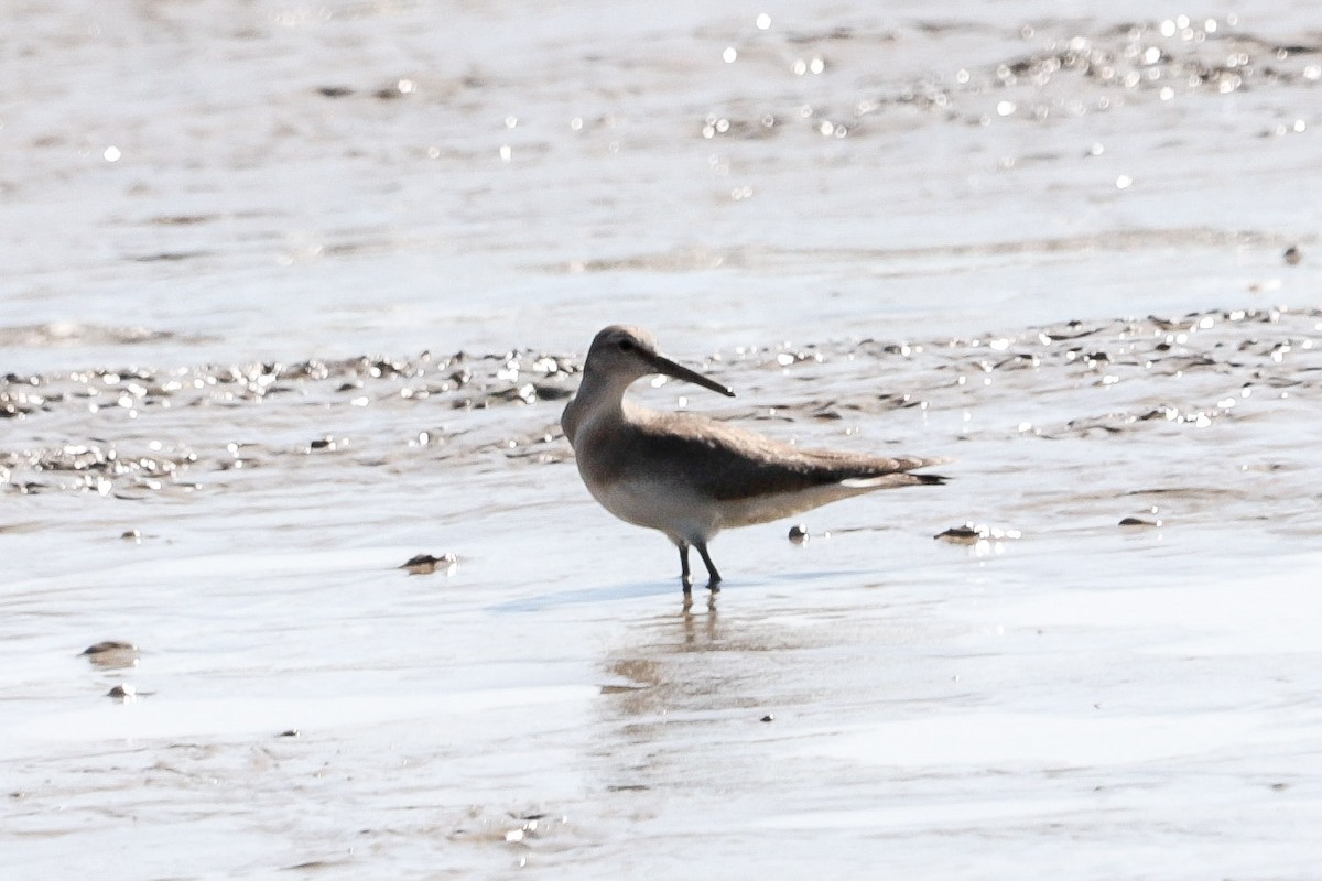 Gray-tailed Tattler - ML643781871