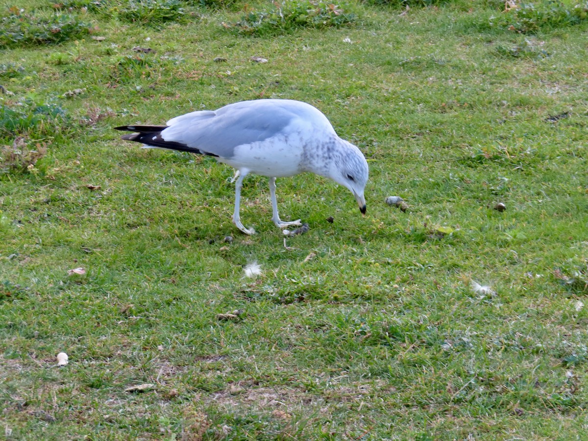 Ring-billed Gull - ML643781873