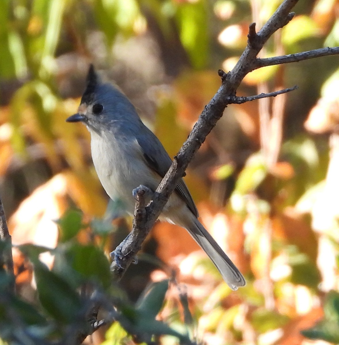 Black-crested Titmouse - ML643781874