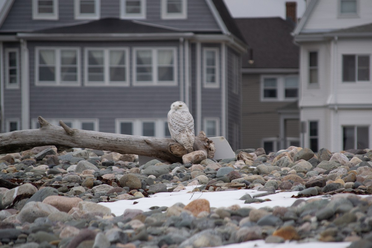 Snowy Owl - ML643781875
