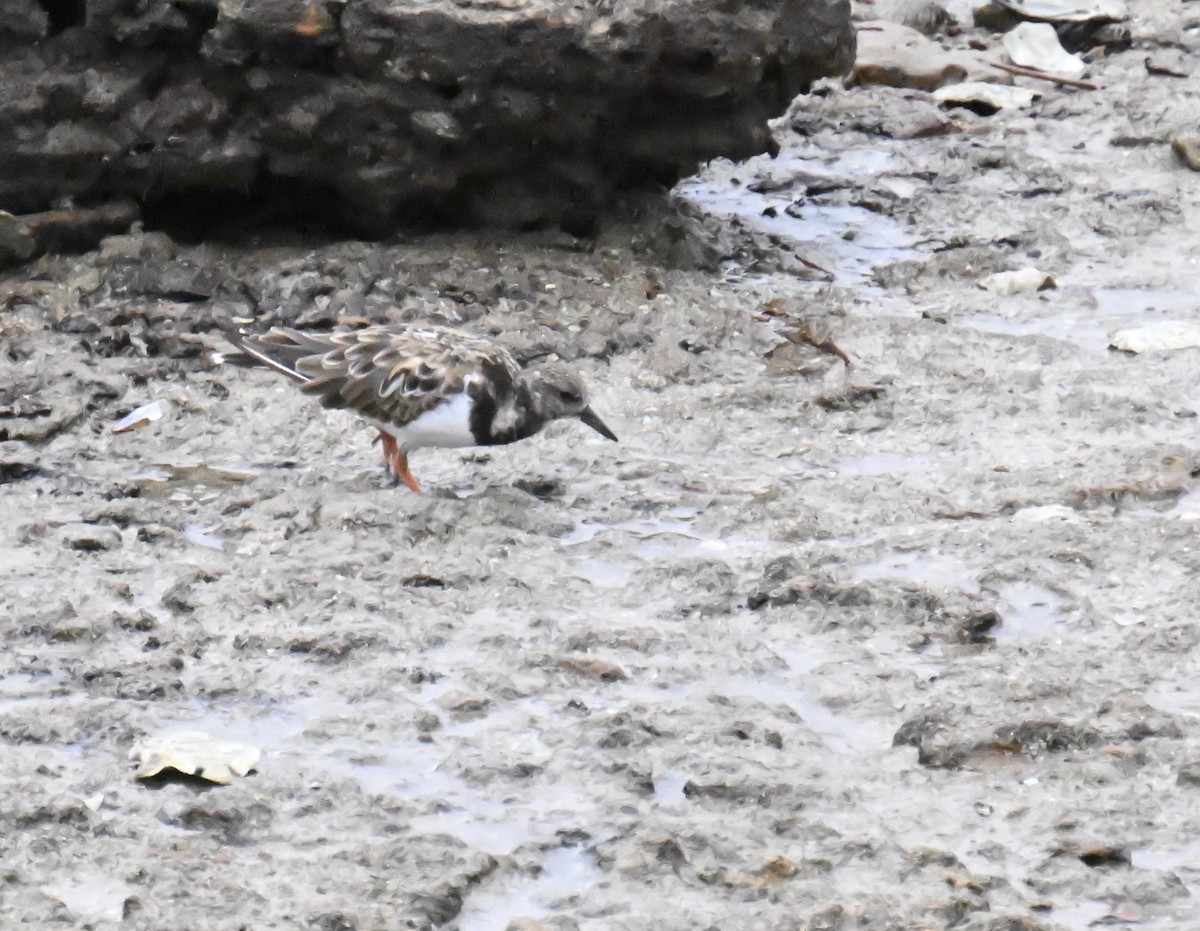 Ruddy Turnstone - ML643781877