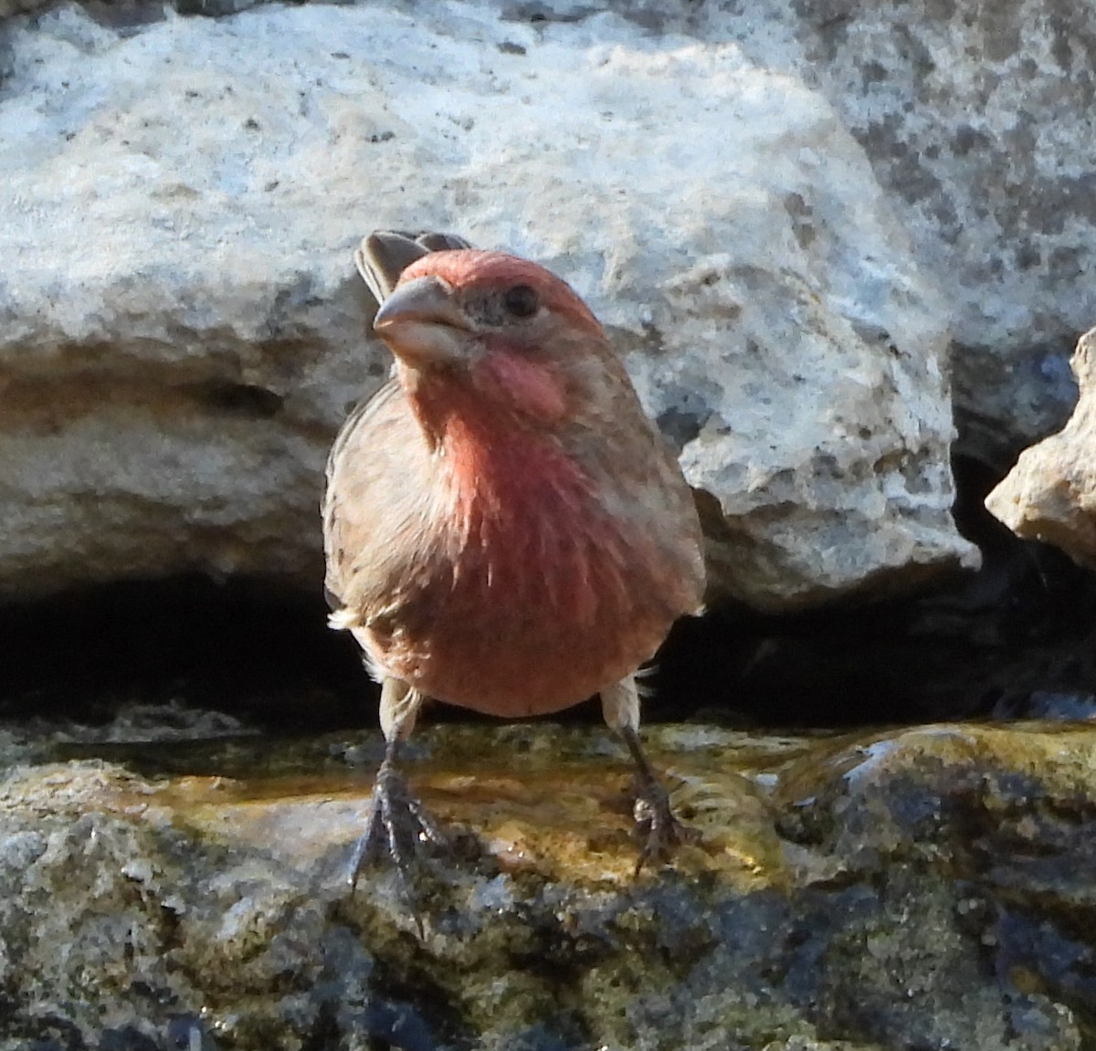 House Finch - ML643781883