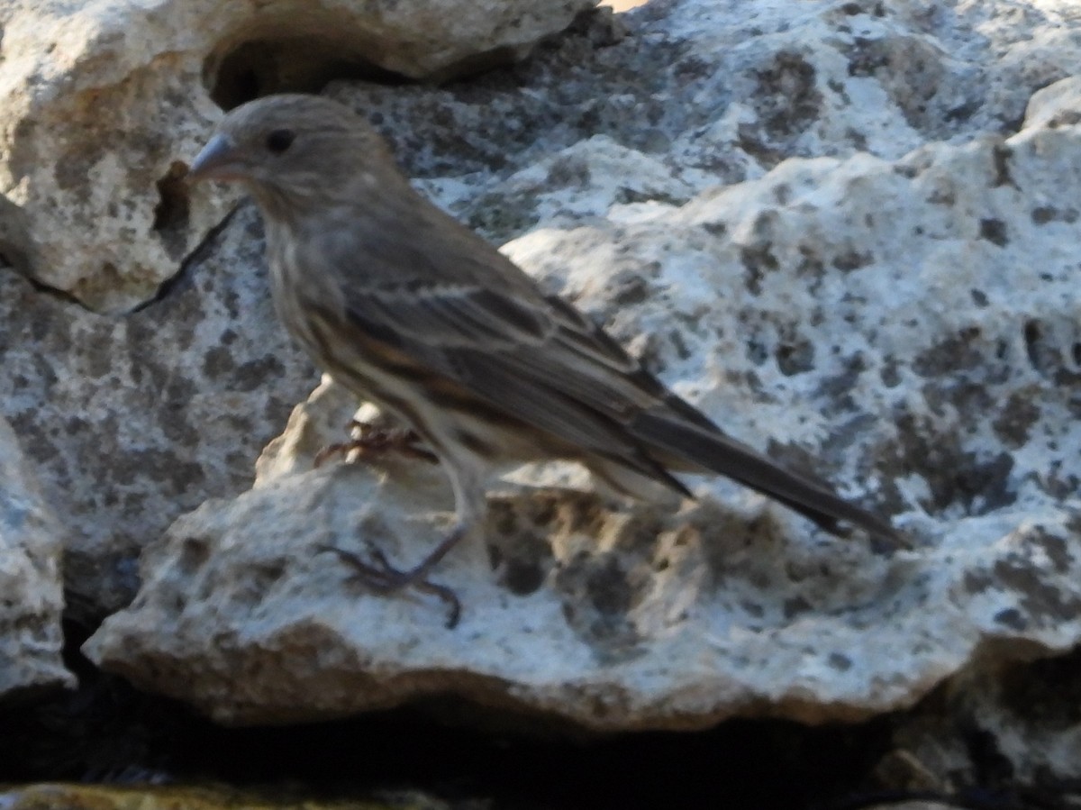 House Finch - ML643781884
